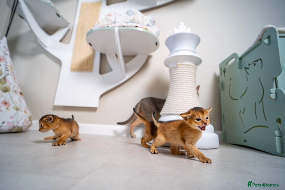 Abyssinian cats for sale: Champion Line Abyssinians- Rare Beauty- TICA reg. - Image 24
