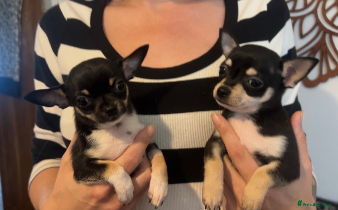 Chihuahua dogs for sale: Tiny ** chihuahua puppies  - Image 5