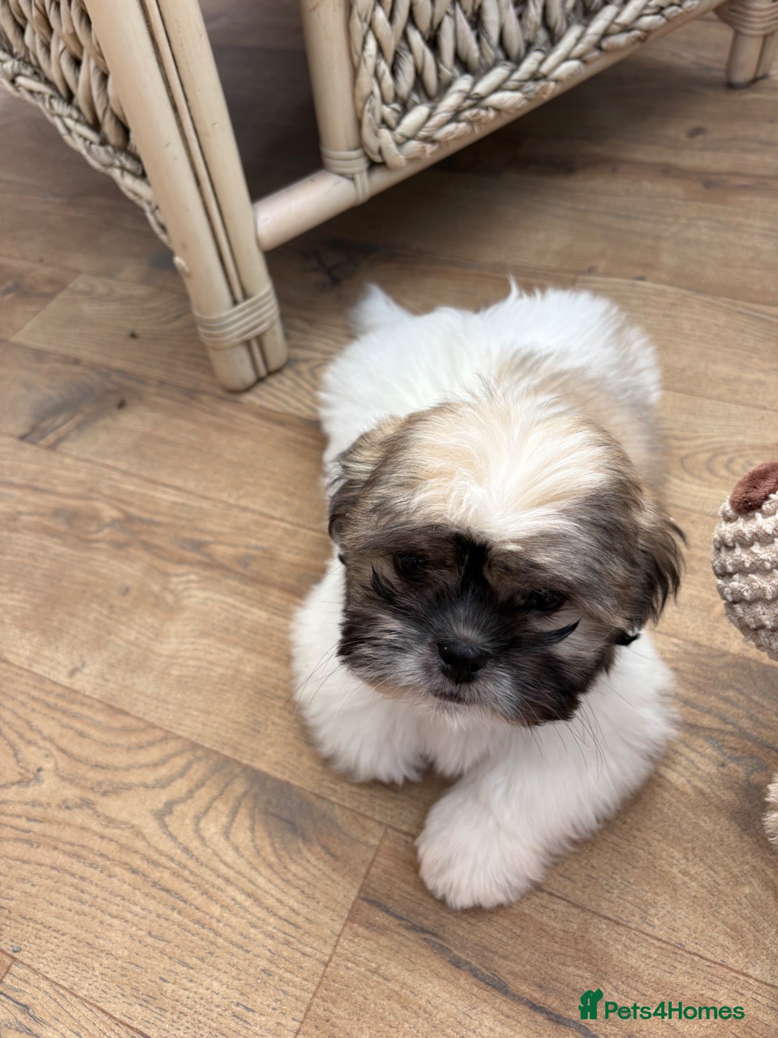 Shih Tzu dogs Male Shihtzu puppy  - Advert 1