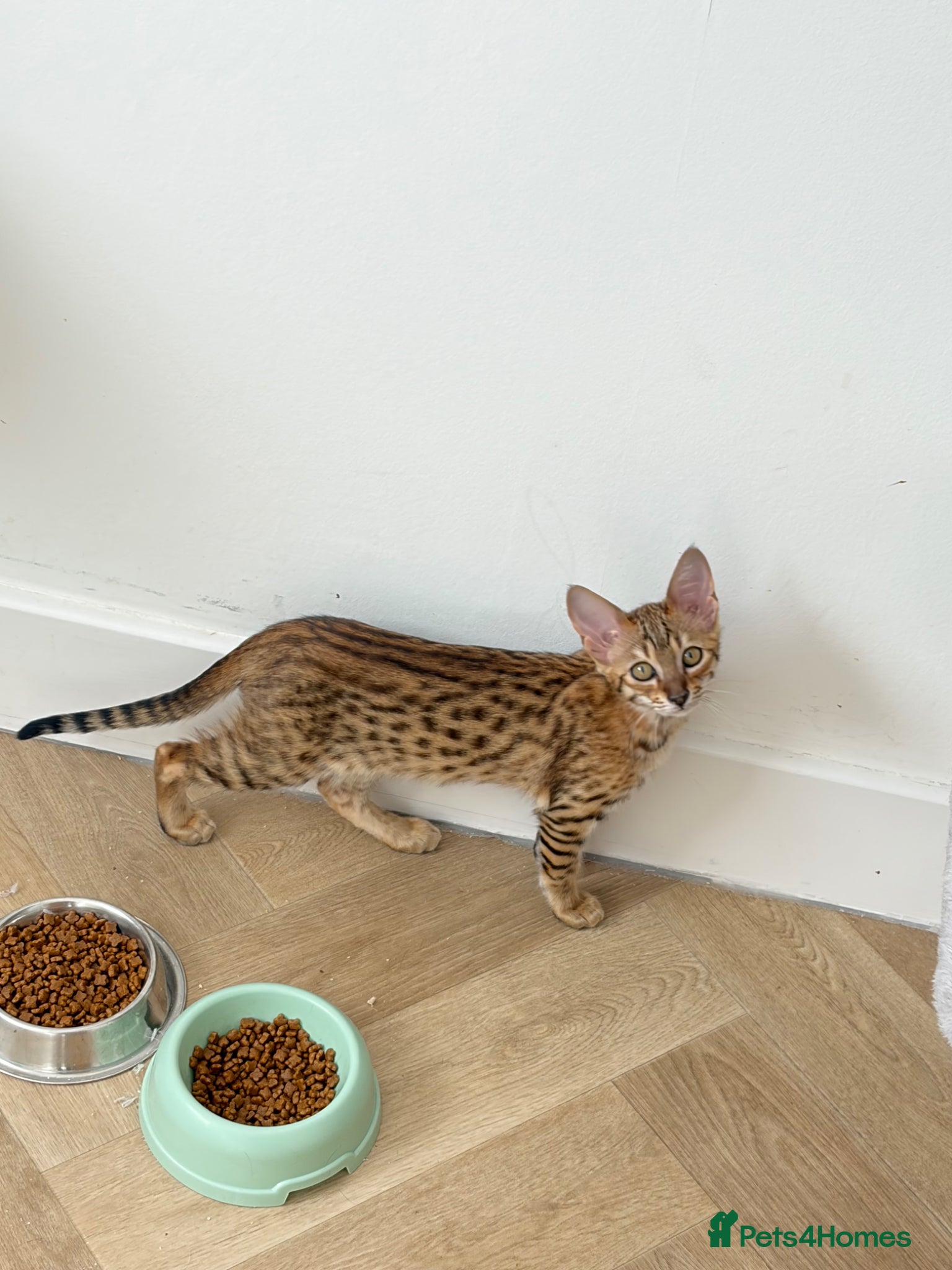 Savannah cats F3 Savannah Kittens TICA Reg READY TO LEAVE NOW - Advert 1