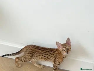 Savannah cats F3 Savannah Kittens TICA Reg READY TO LEAVE NOW - Advert 1