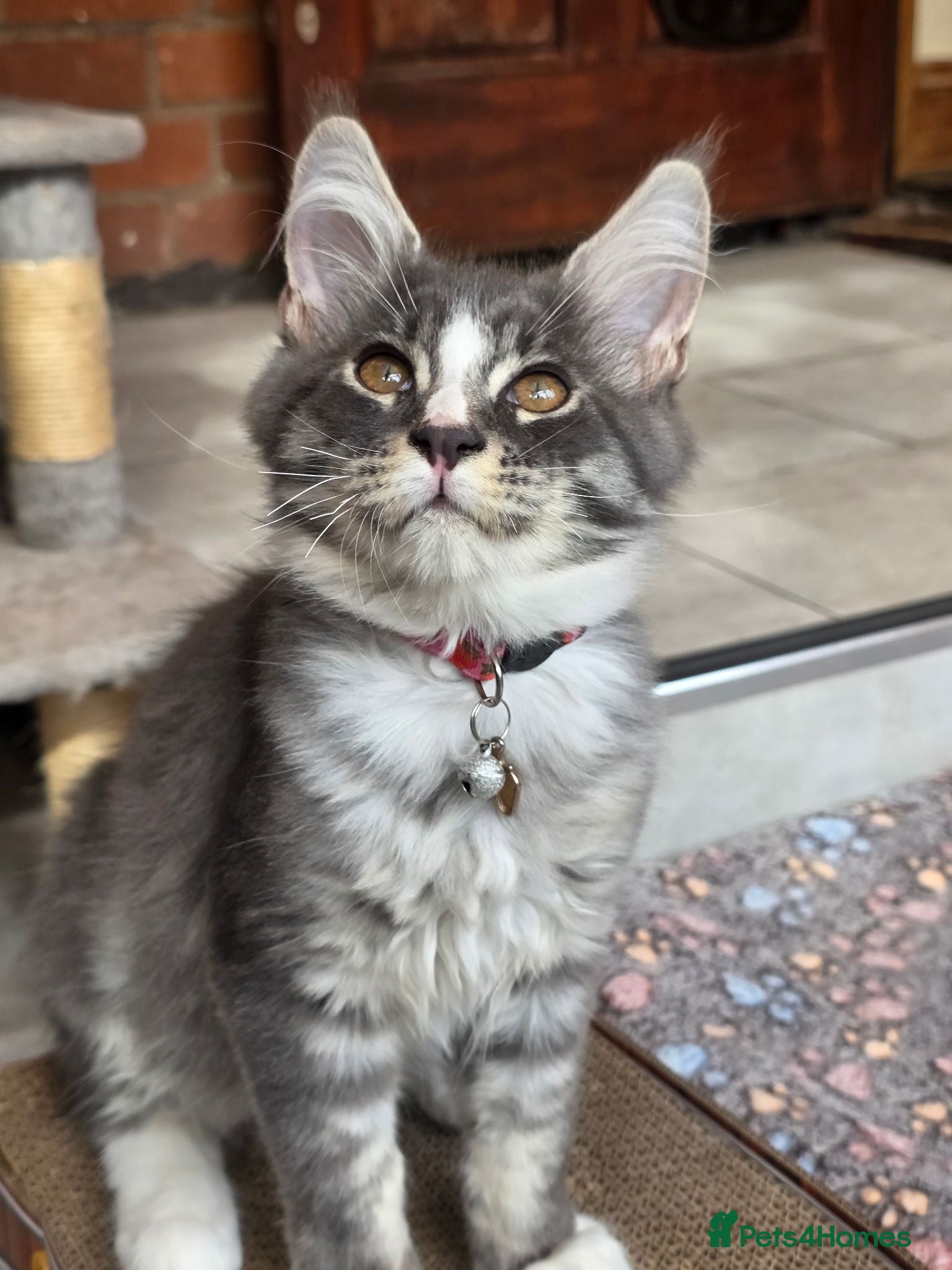 Maine Coon cats ❤️ TICA Registered Maine Coon Kittens Ready Now ❤️ - Advert 2