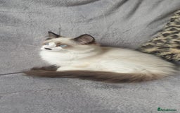 Ragdoll cats for sale: 💖Beautiful GCCF Registered Ragdoll Kittens. - Image 4