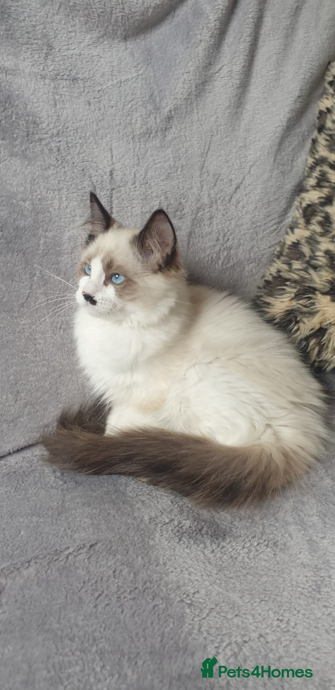 Ragdoll cats for sale: 💖Beautiful GCCF Registered Ragdoll Kittens. - Image 4
