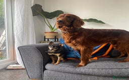 Irish Setter dogs for sale: Male Irish Red Setter 1 year old KC Reg - Image 5