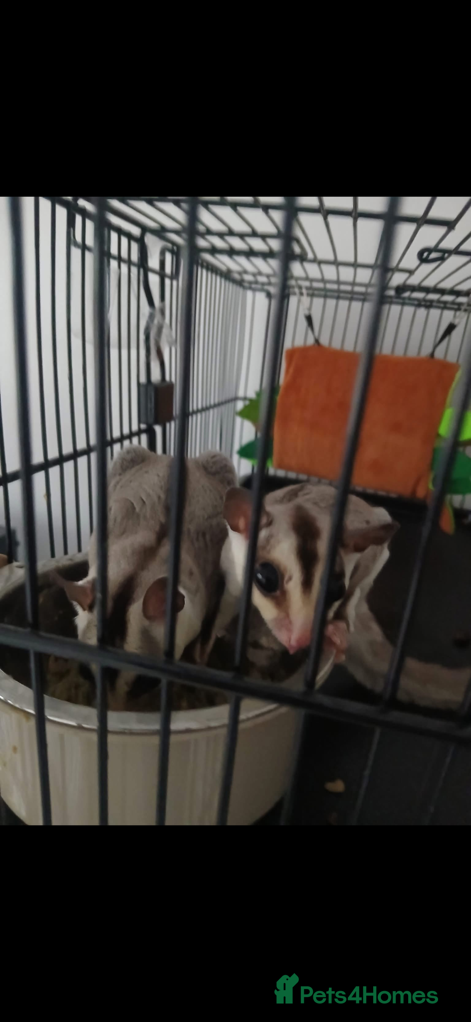 Sugar Glider rodents for sale: Sugar gliders and cage  - Advert 3