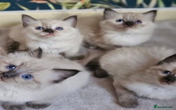 Ragdoll cats for sale: Ragdoll kittens  - Image 12