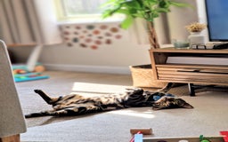 Bengal cats for sale: 11 month male Bengal - Image 8