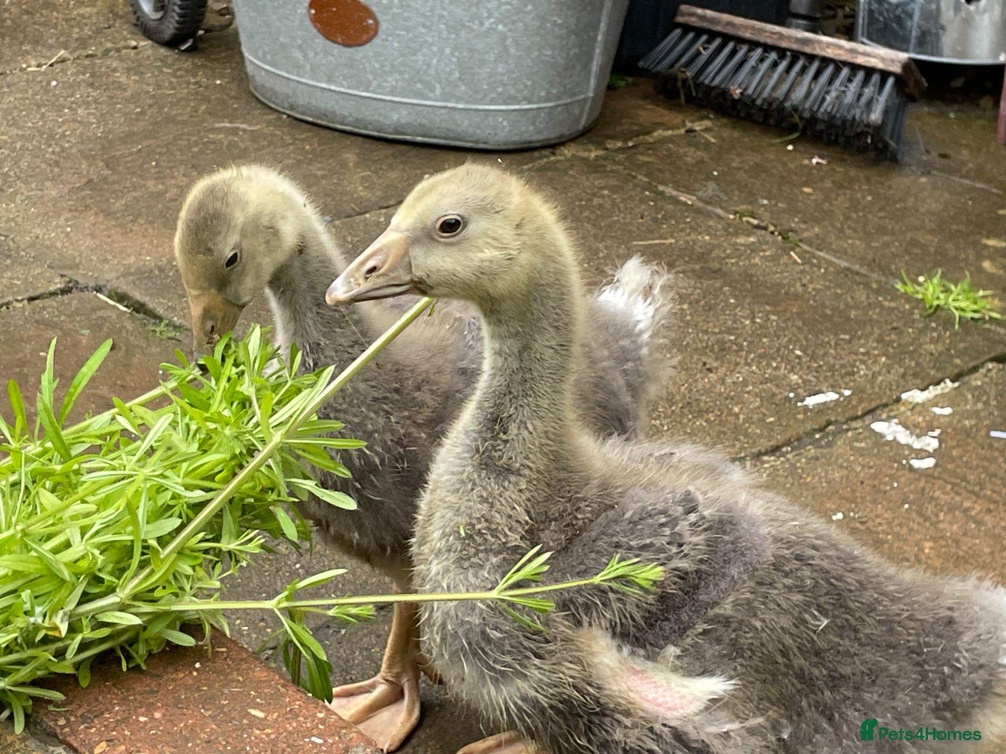 Geese poultry 2 Goslings - Advert 3