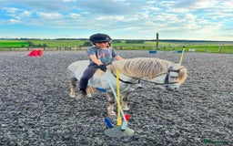 Welsh Section A horses for sale: Welsh Sec A - Image 2