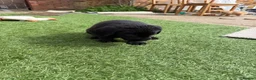 Labrador Retriever dogs for sale: Puppies for sal in Slough - Advert 5