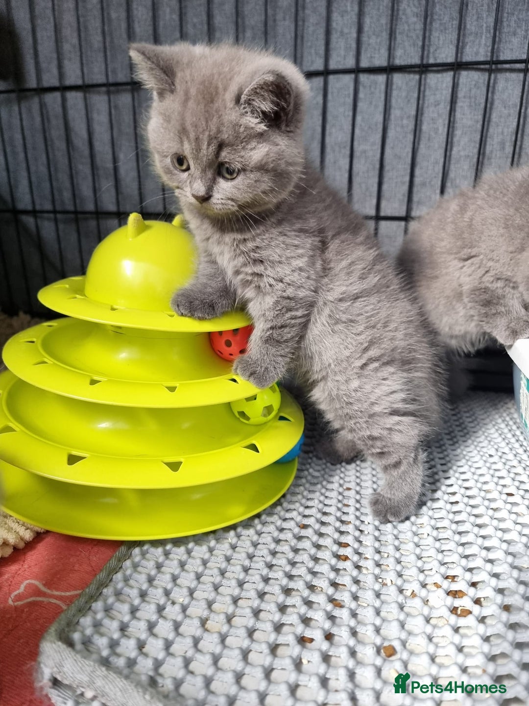 British Shorthair cats for sale: Lilac & Blue BSH Kittens Healthy GCCF Pedigree  - Image 2