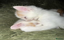 Mixed Breed cats for sale: Black and white kitten - Image 7