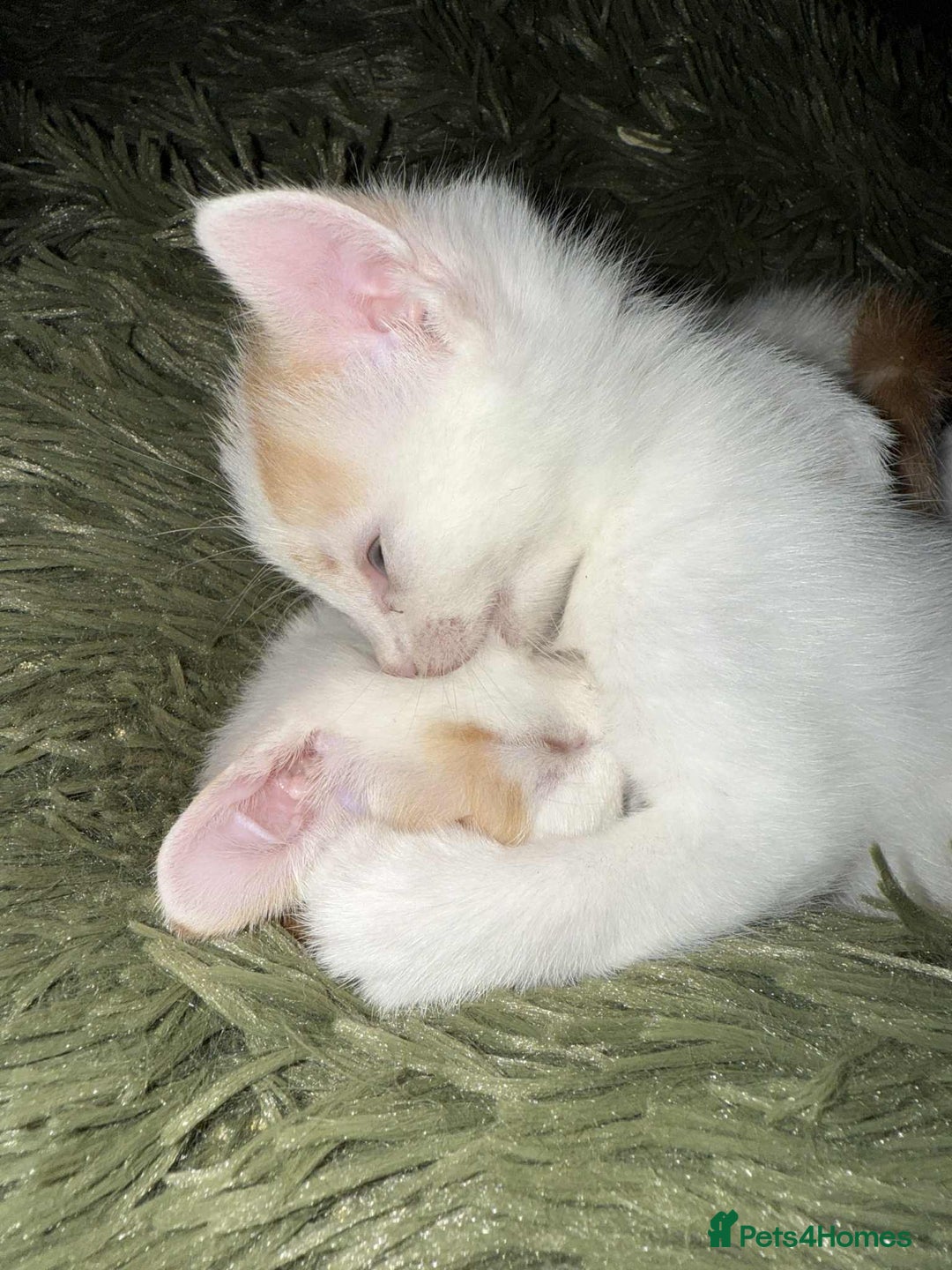 Mixed Breed cats for sale: Black and white kitten - Image 7