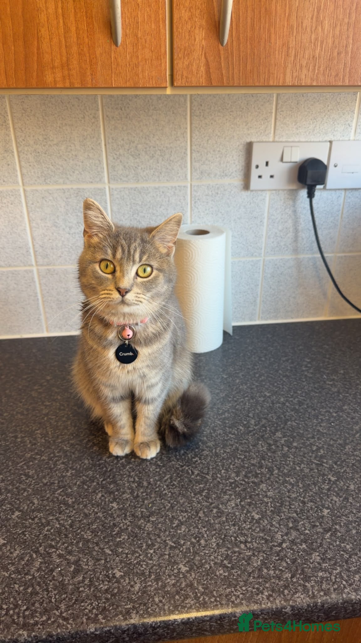 American Shorthair cats Beautiful Female Cat - Stud Grantham  - Advert 6