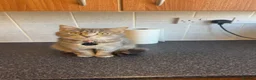 American Shorthair cats for stud: Beautiful Female Cat - Stud Grantham  - Advert 1