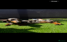 Miniature Dachshund dogs for sale: Mini dachshunds  - Image 1