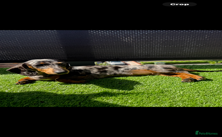 Miniature Dachshund dogs - Advert 2