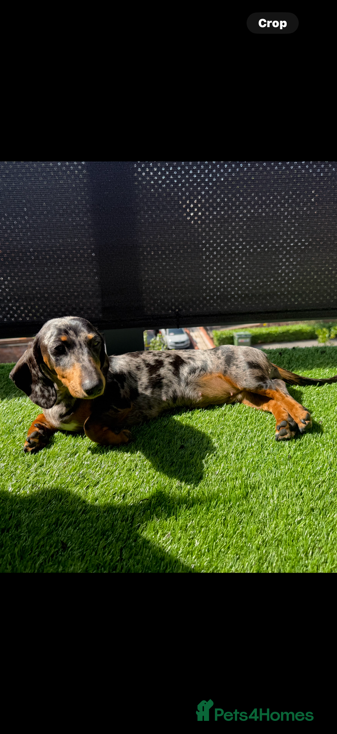 Miniature Dachshund dogs for sale: Mini dachshunds  - Image 1