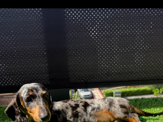 Miniature Dachshund dogs - Advert 13