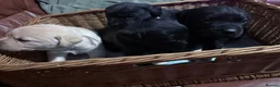 Labrador Retriever dogs for sale: Labrador puppies - Advert 8