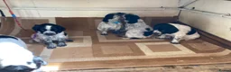 Cocker Spaniel dogs for sale: Pedigree Roan Cocker Spaniel puppies - 3 boys left - Advert 9