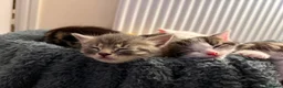 Mixed Breed cats for sale: Beautiful Female Kittens – Ready to Leave 19/06 in Holt - Advert 8