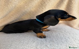 Miniature Dachshund dogs for sale: KC REGISTERED MINIATURE DACHSHUND BLACK AND TAN - Image 17