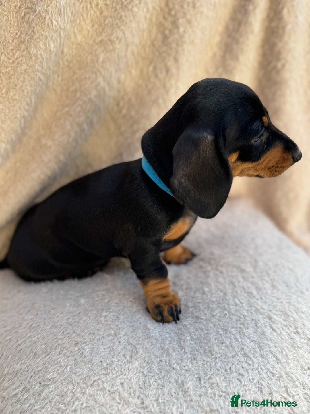 Miniature Dachshund dogs for sale: KC REGISTERED MINIATURE DACHSHUND BLACK AND TAN - Image 17