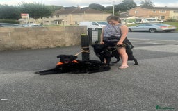 Mixed Breed dogs for sale: Elegant Espresso ☕ - Image 4