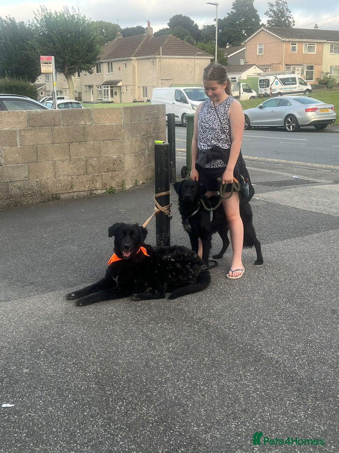 Mixed Breed dogs for sale: Elegant Espresso ☕ - Image 4