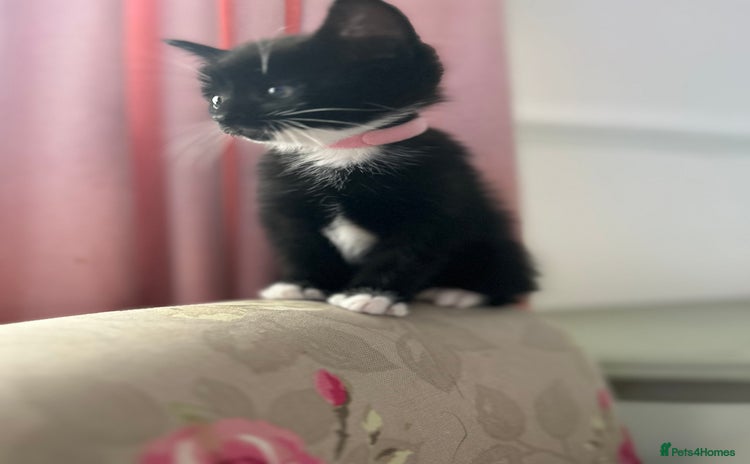 Mixed Breed cats - Advert 11