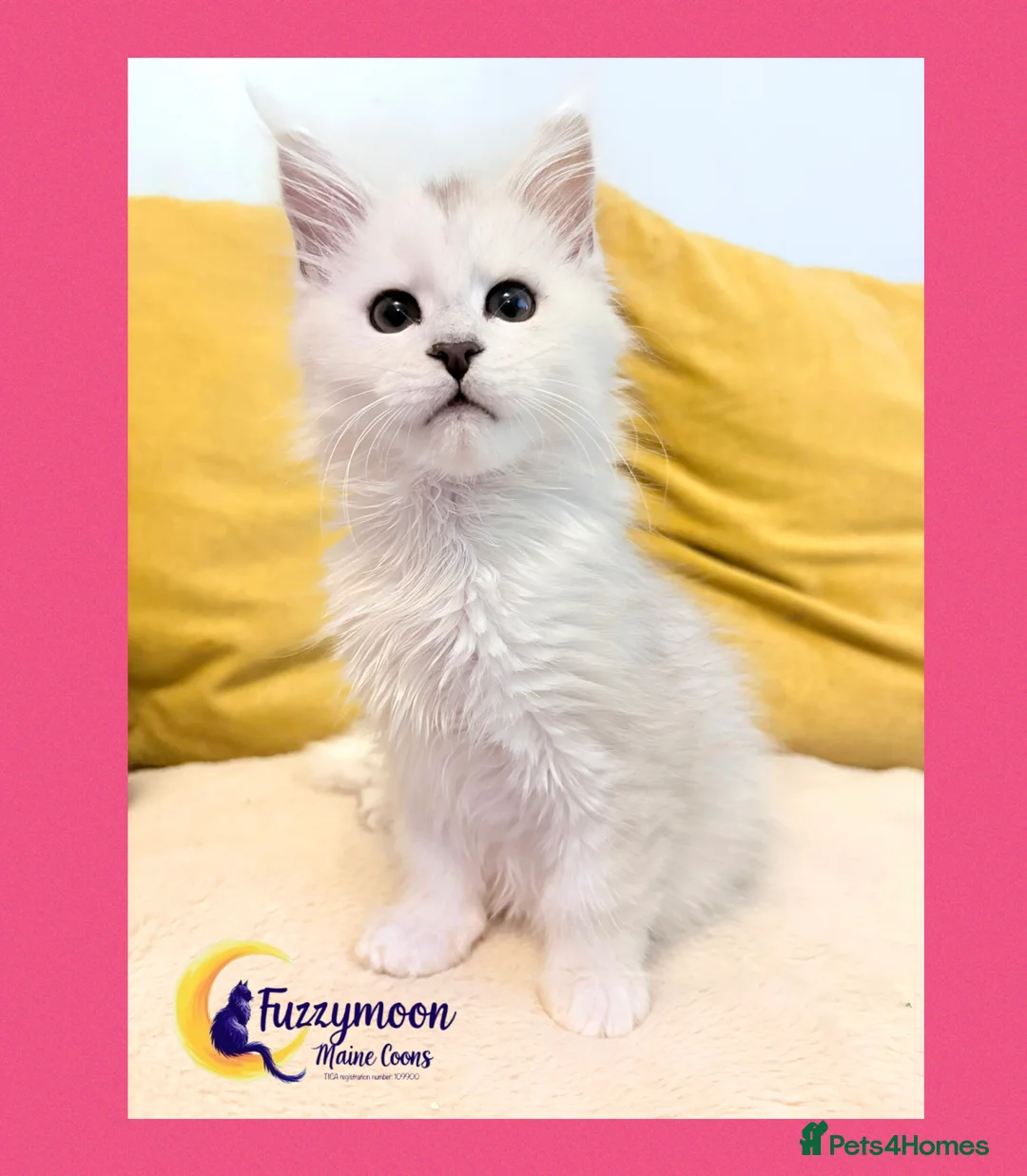 Maine Coon cats for sale: Gorgeous Shaded Pedigree Maine Coon Kittens - Advert 26