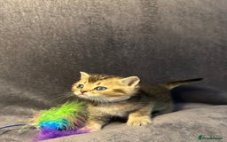 British Shorthair cats for sale: TICA Chunky Golden/Blue Golden BritishSH kittens  - Image 6
