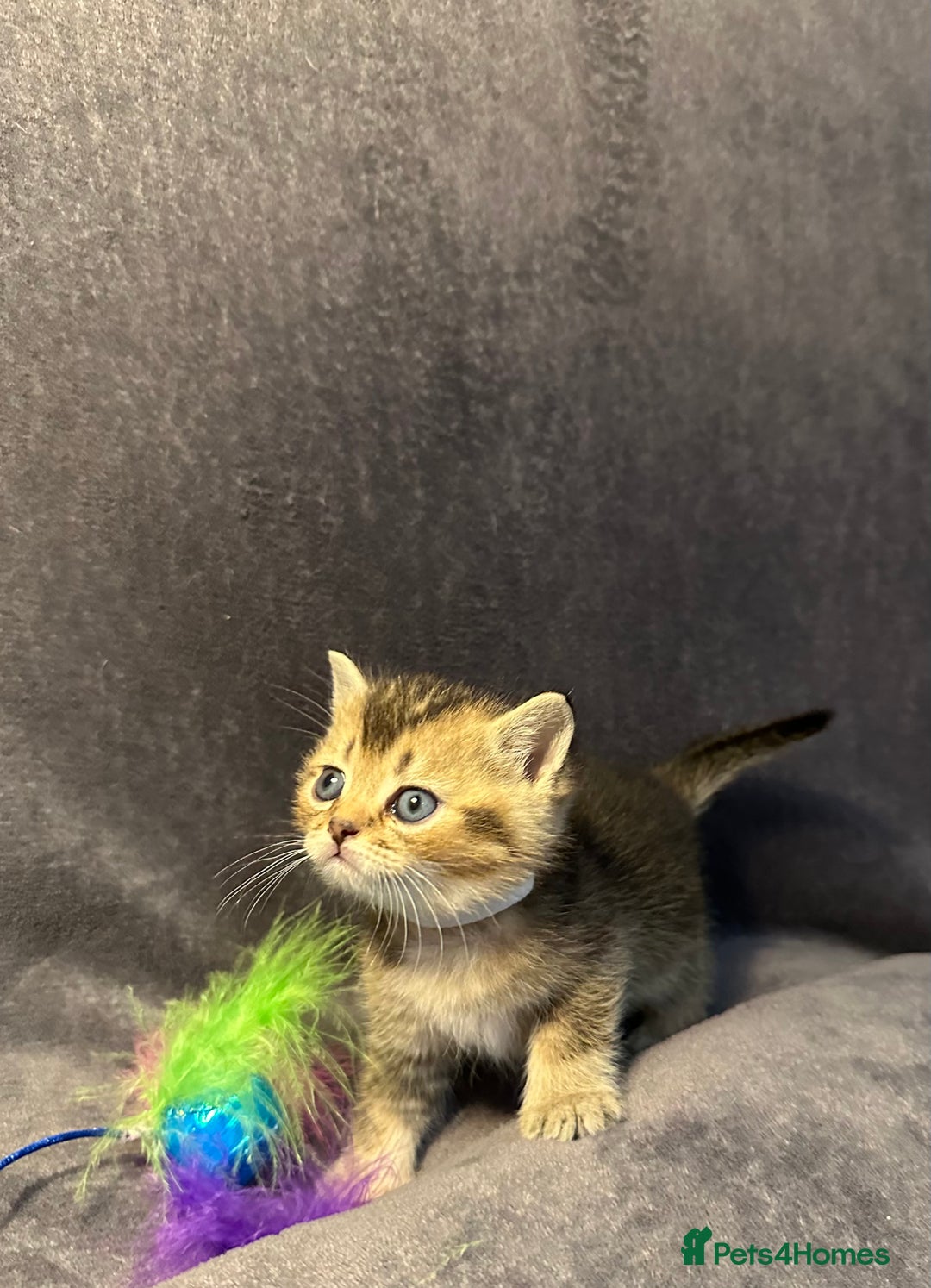British Shorthair cats for sale: TICA Chunky Golden/Blue Golden BritishSH kittens  - Image 6