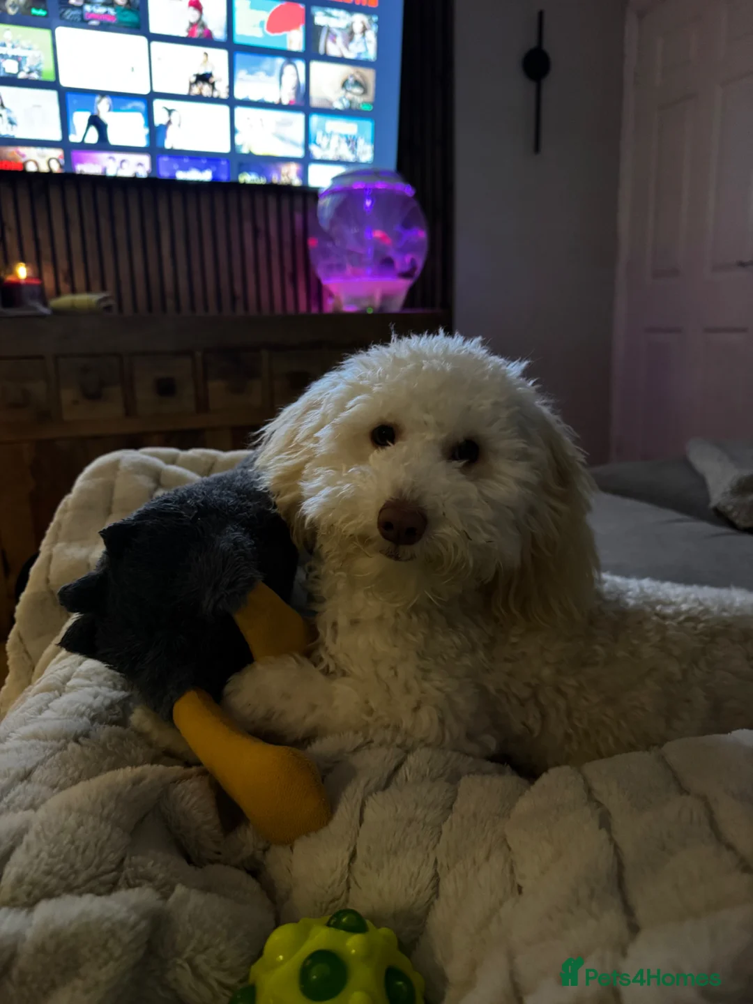 Toy Poodle dogs for sale: Dexter  in Peterlee - Advert 3