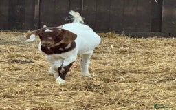 Goats livestock for sale:  Boer Goat kids - Image 6