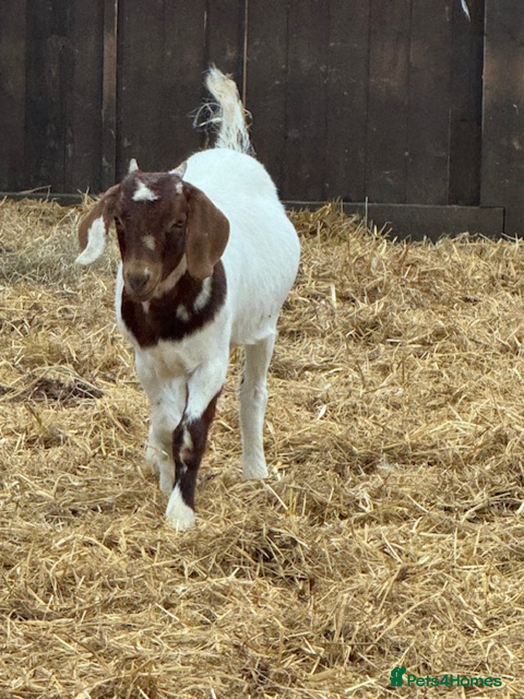 Goats livestock for sale:  Boer Goat kids - Image 6