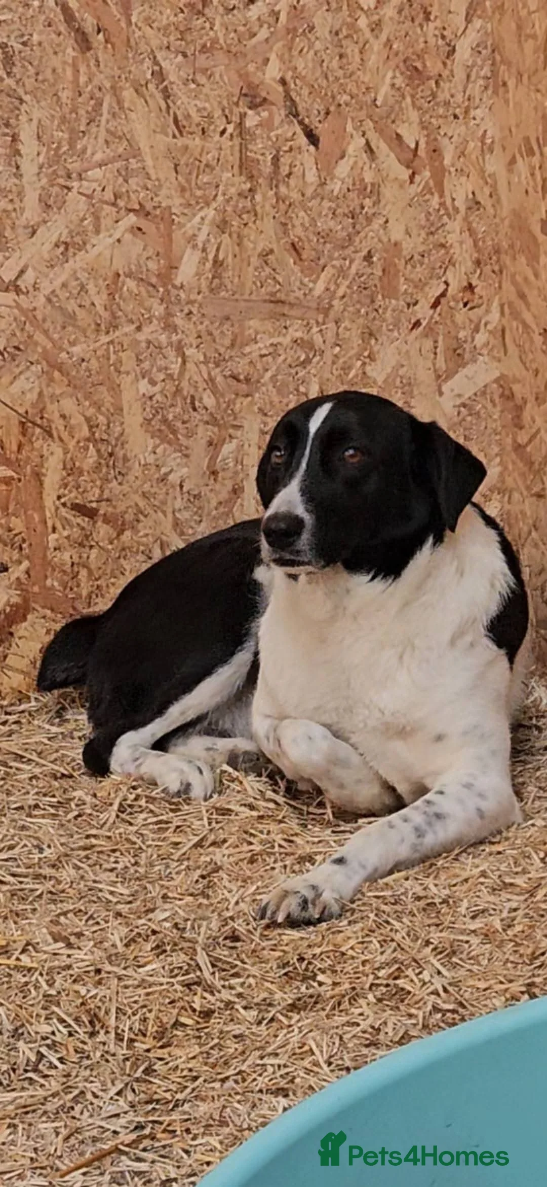 Mixed Breed dogs for adoption: Meet Coco, currently residing in Essex in Frinton-on-Sea - Advert 6