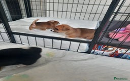 Jack Russell dogs for sale: Mini jack russells  - Image 3