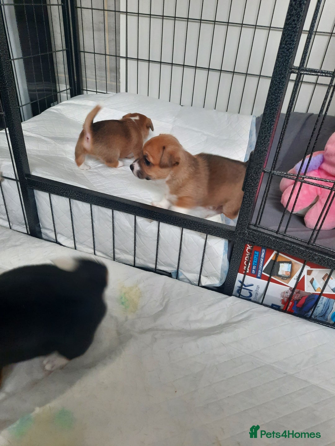Jack Russell dogs for sale: Mini jack russells  - Image 3