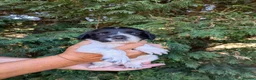 Sprocker dogs for sale: All round working and pet spaniels  - Advert 1