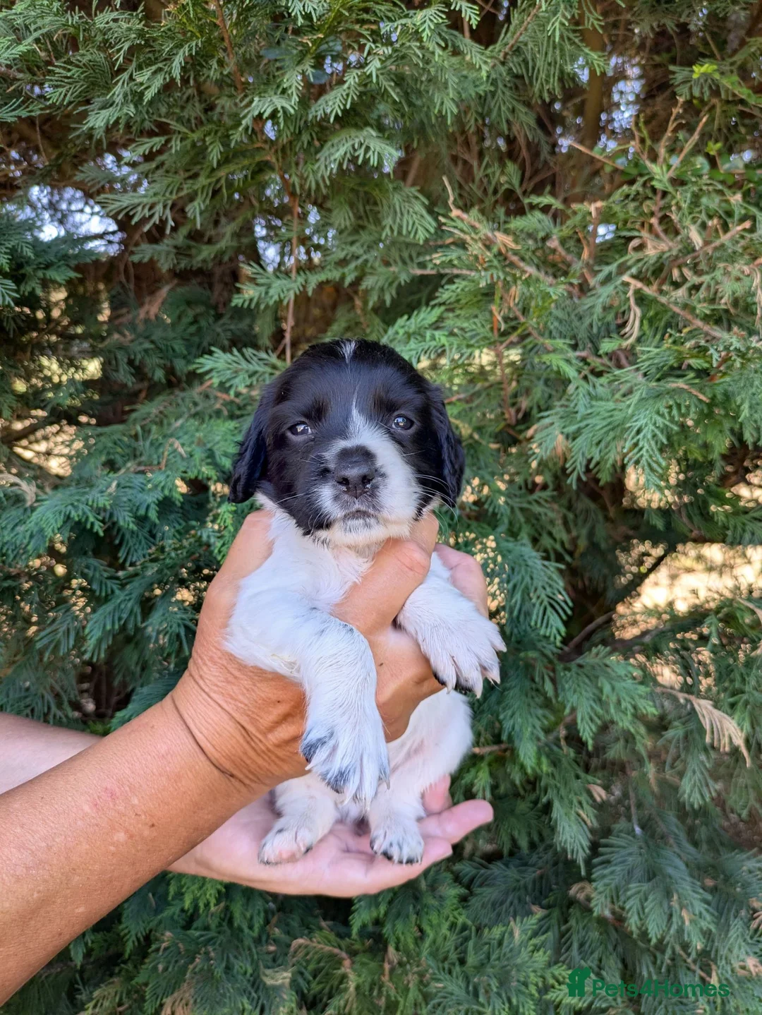 Sprocker dogs for sale: All round working and pet spaniels  - Advert 1