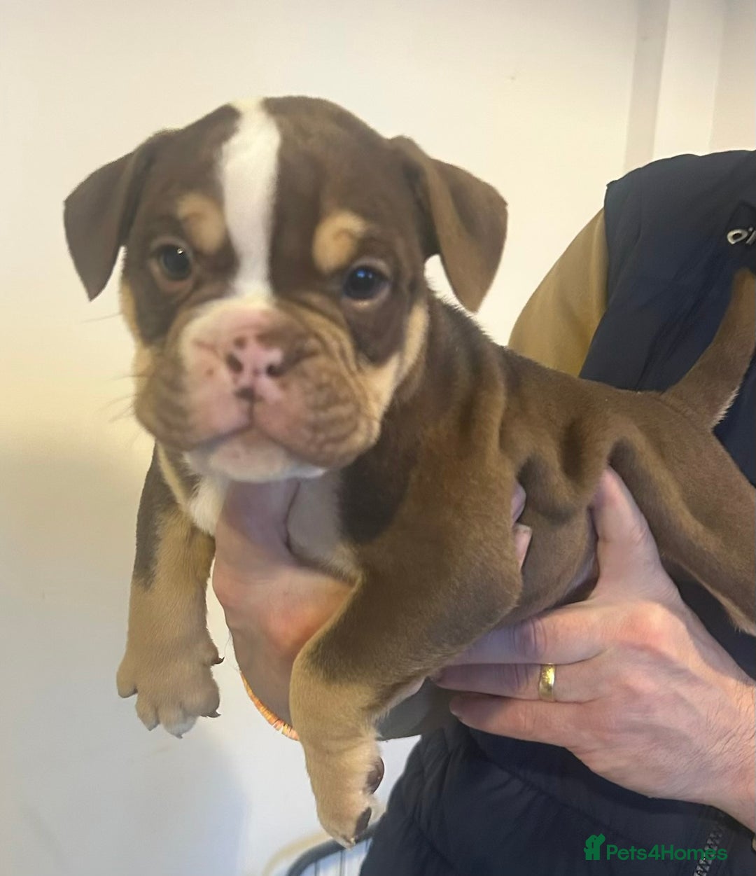 Olde English Bulldogge dogs for sale: Olde English bulldogges - Advert 14