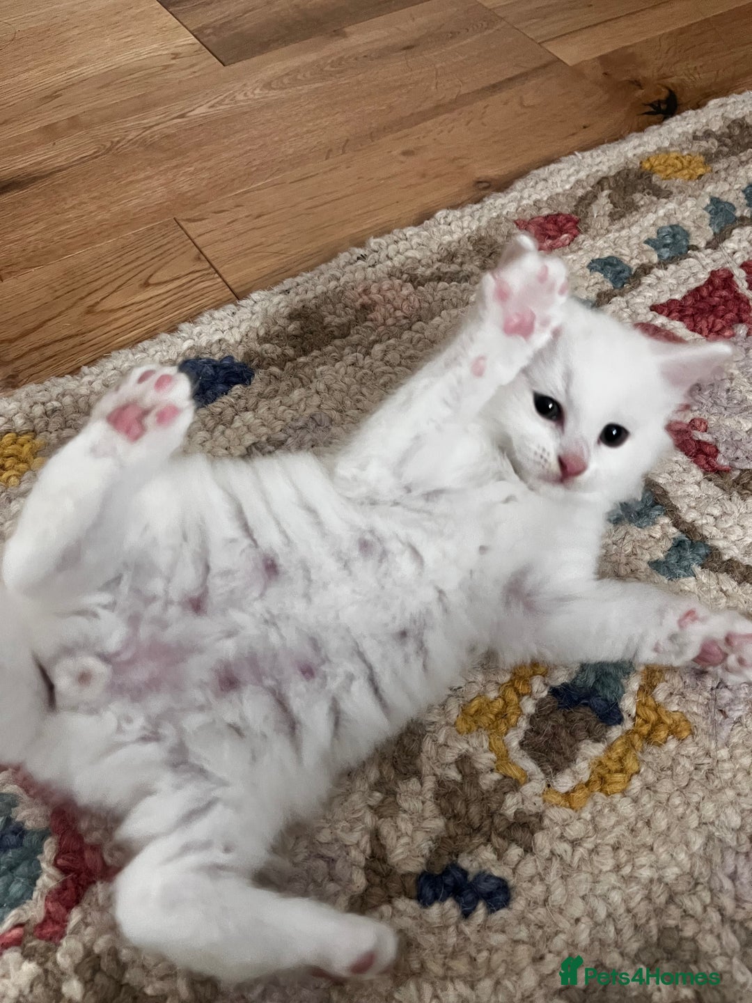 Turkish Angora cats for sale: Turkish Angora Longhair kittens - Advert 25