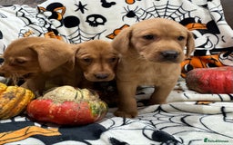 Labrador Retriever dogs for sale: Labrador pups - Image 6