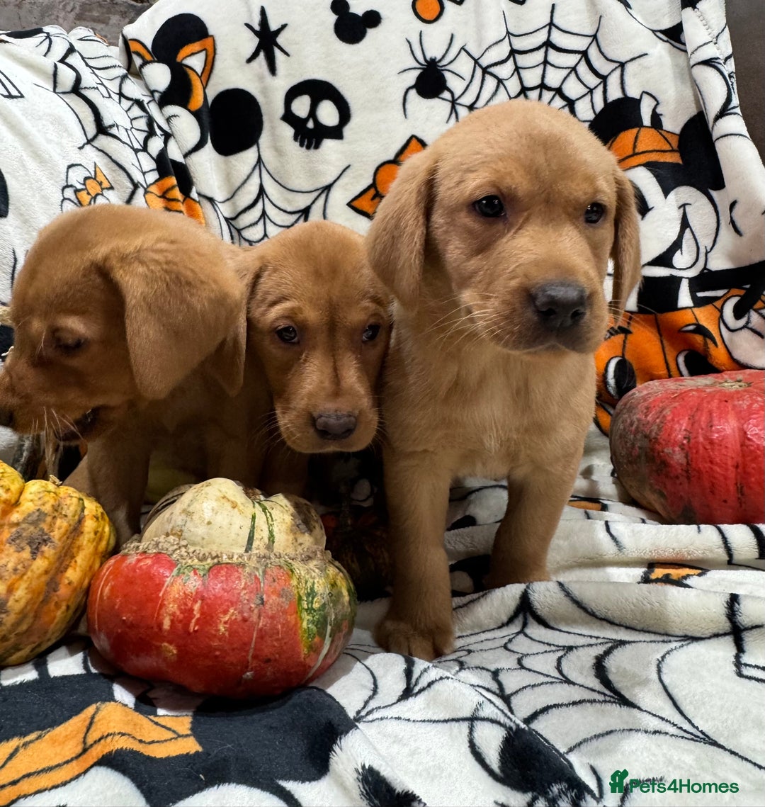 Labrador Retriever dogs for sale: Labrador pups - Image 6