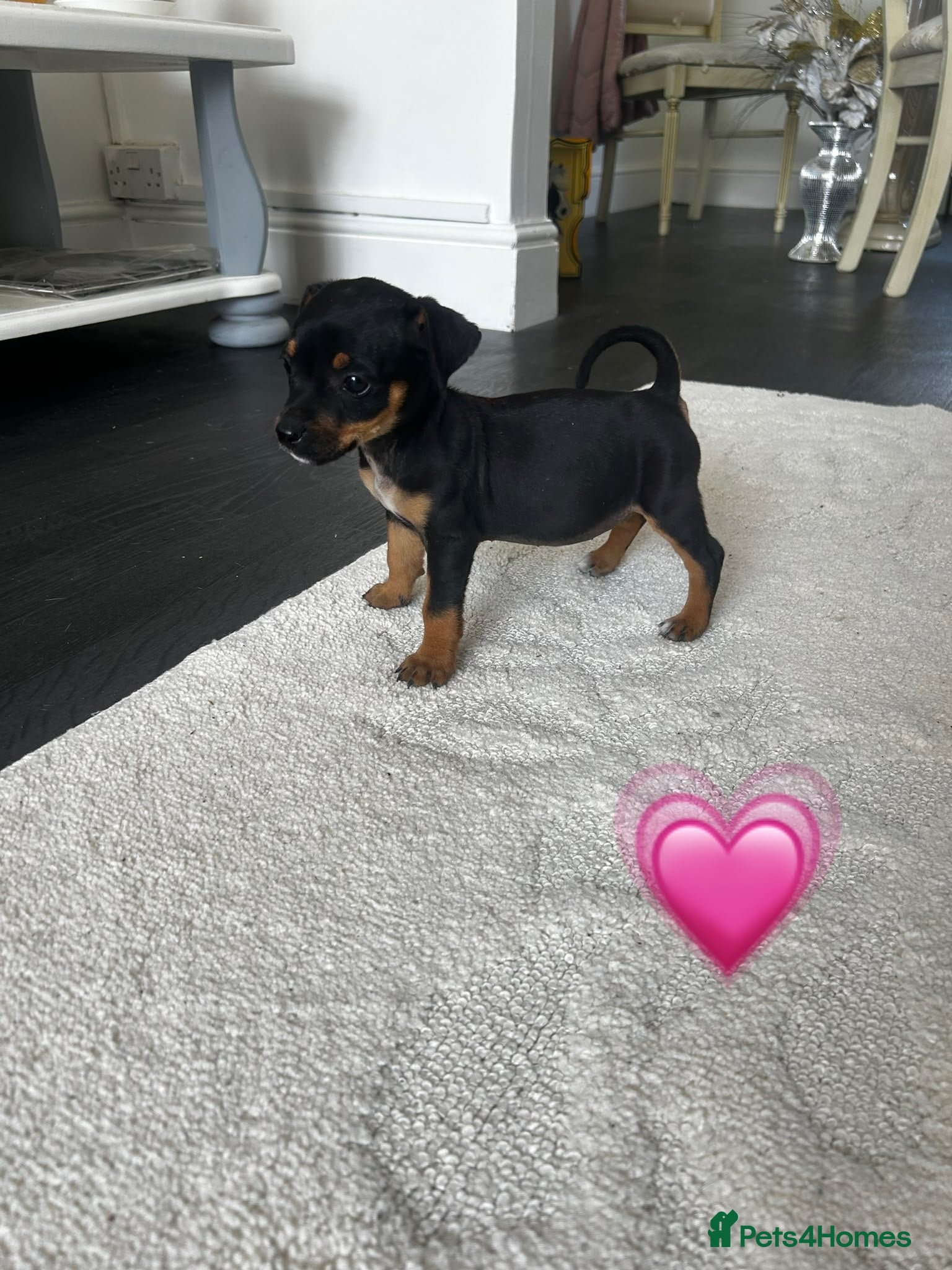 Jack Russell dogs Jack Russel Puppies 💙💕 - Advert 1