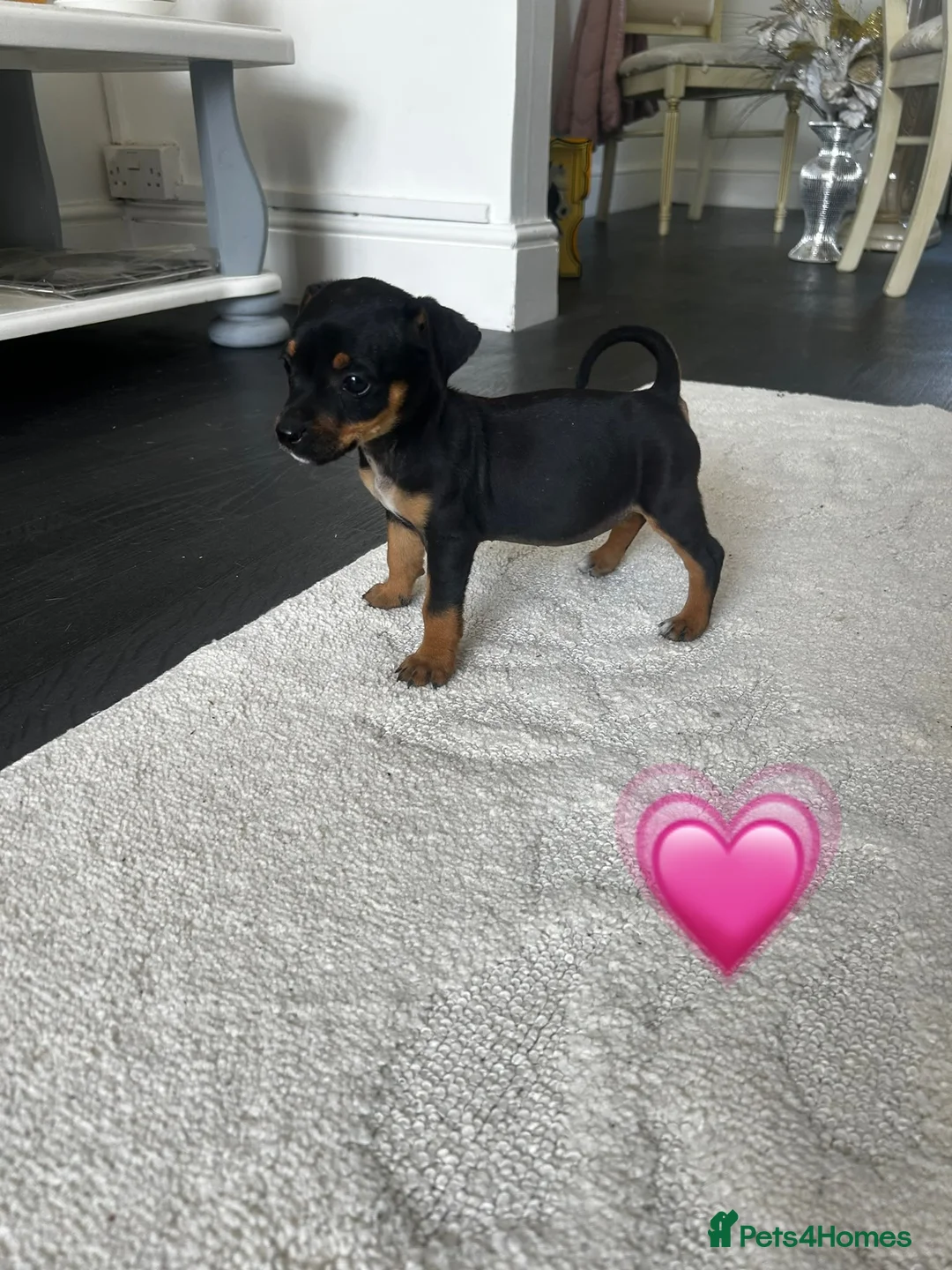 Jack Russell dogs for sale: Jack Russel Puppies 💙💕 - Advert 1