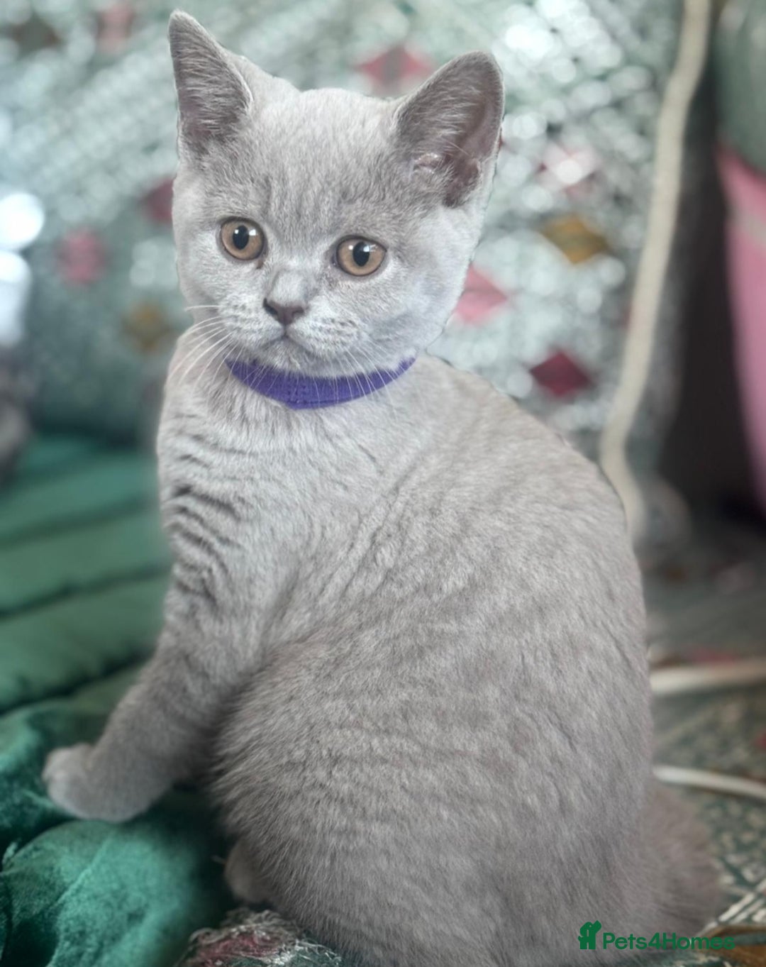 British Shorthair cats for sale: 🐾 British Shorthair Kittens Looking for Homes 🏡 - Advert 9